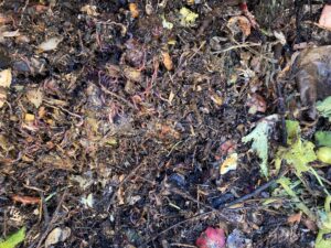 Compost en maturation