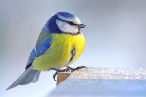 OIseaux de Croix-Haute : la mésange bleue