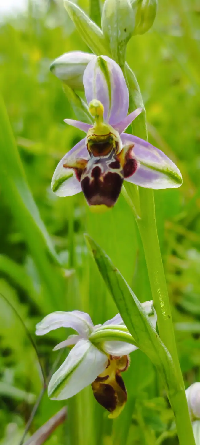 Ophrys scolopax (orchidée)