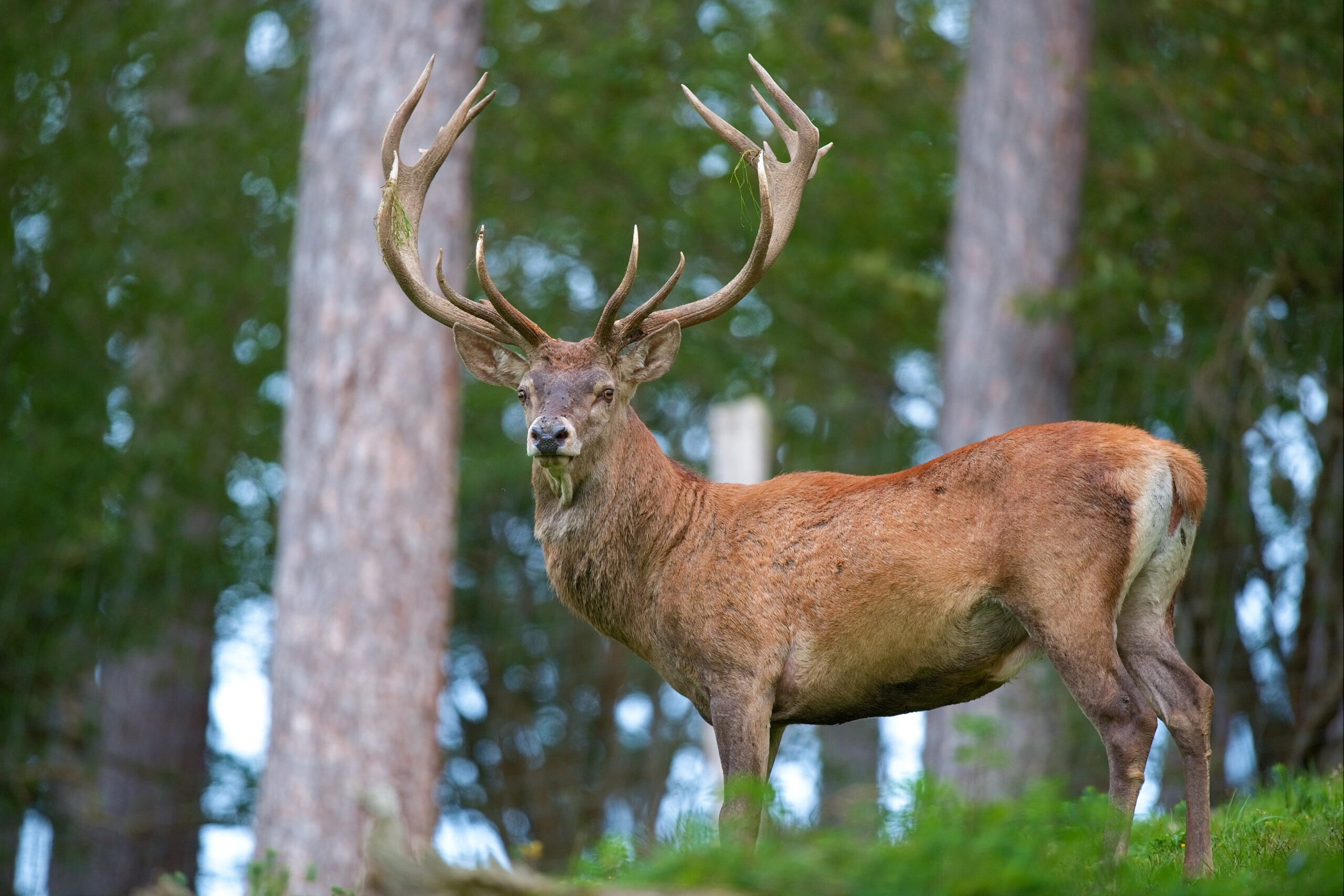 Cervus elaphus Luc Viatour