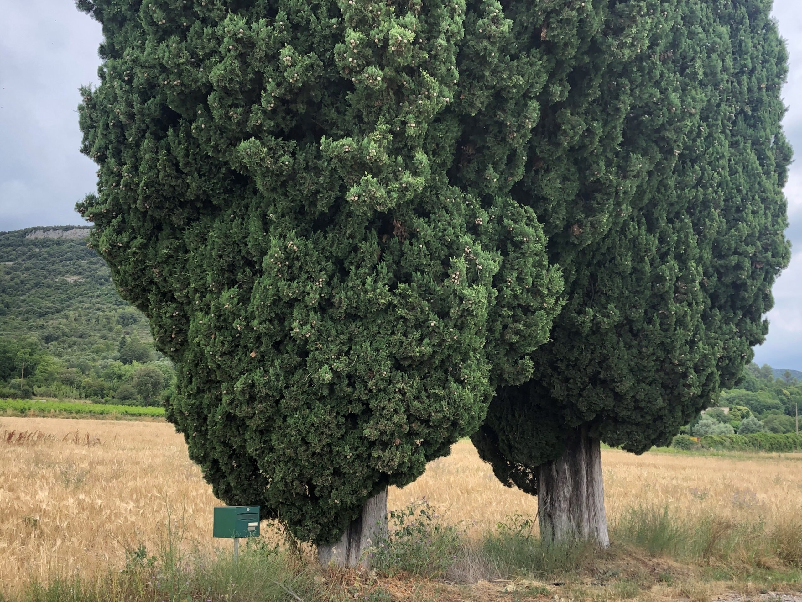 Les deux cyprès