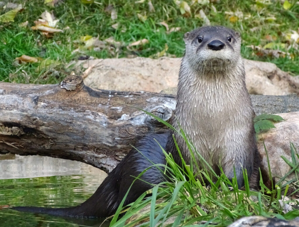 Loutre