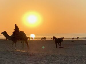 Dromadaires au soleil couchant