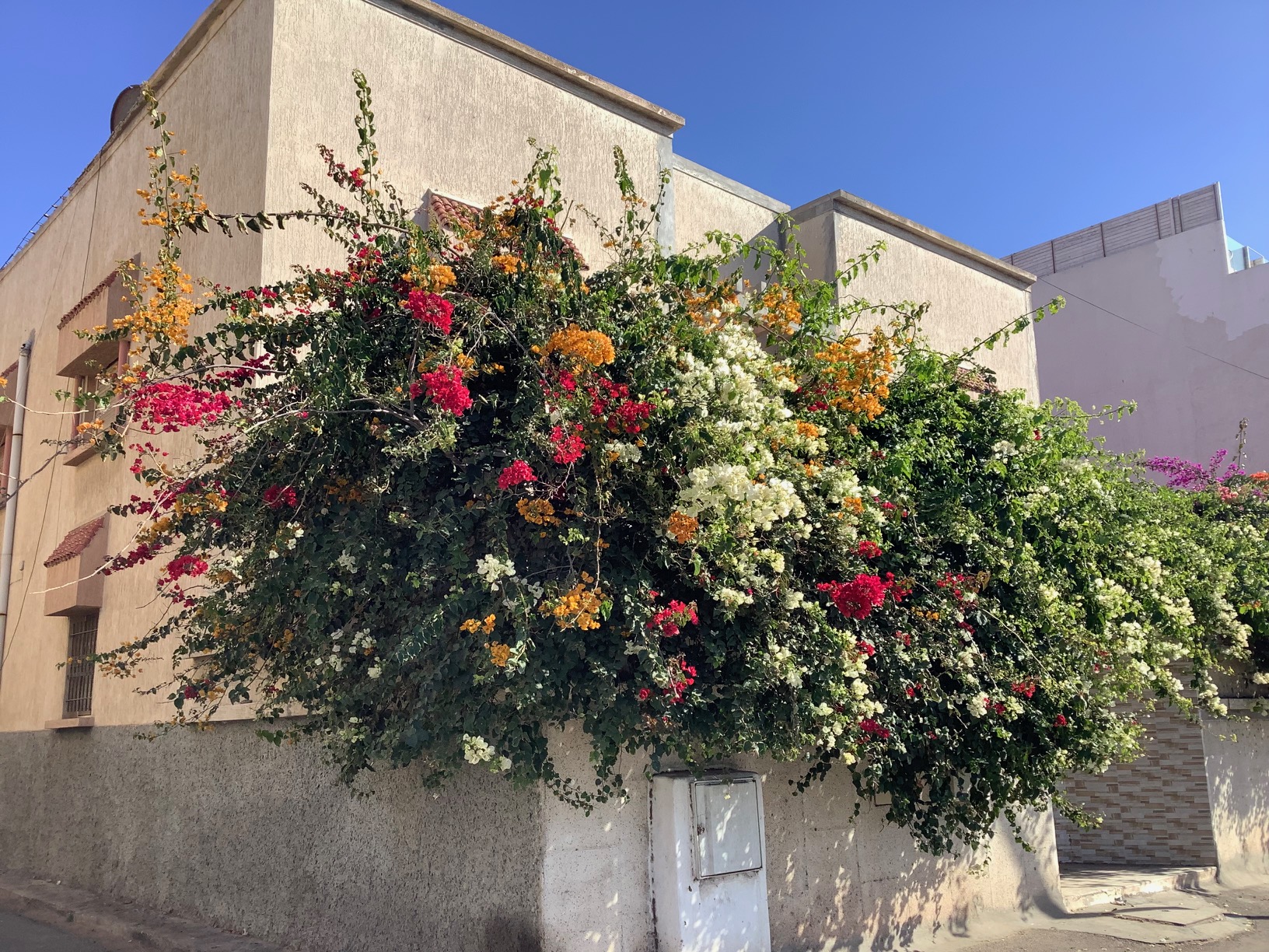 Le Maroc en fleurs