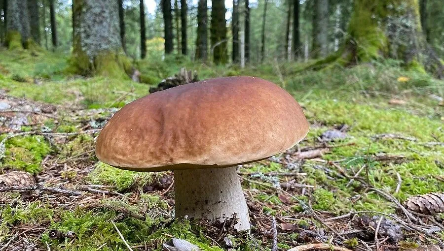 Champignons d'automne