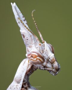 Empusa penatta - femelle