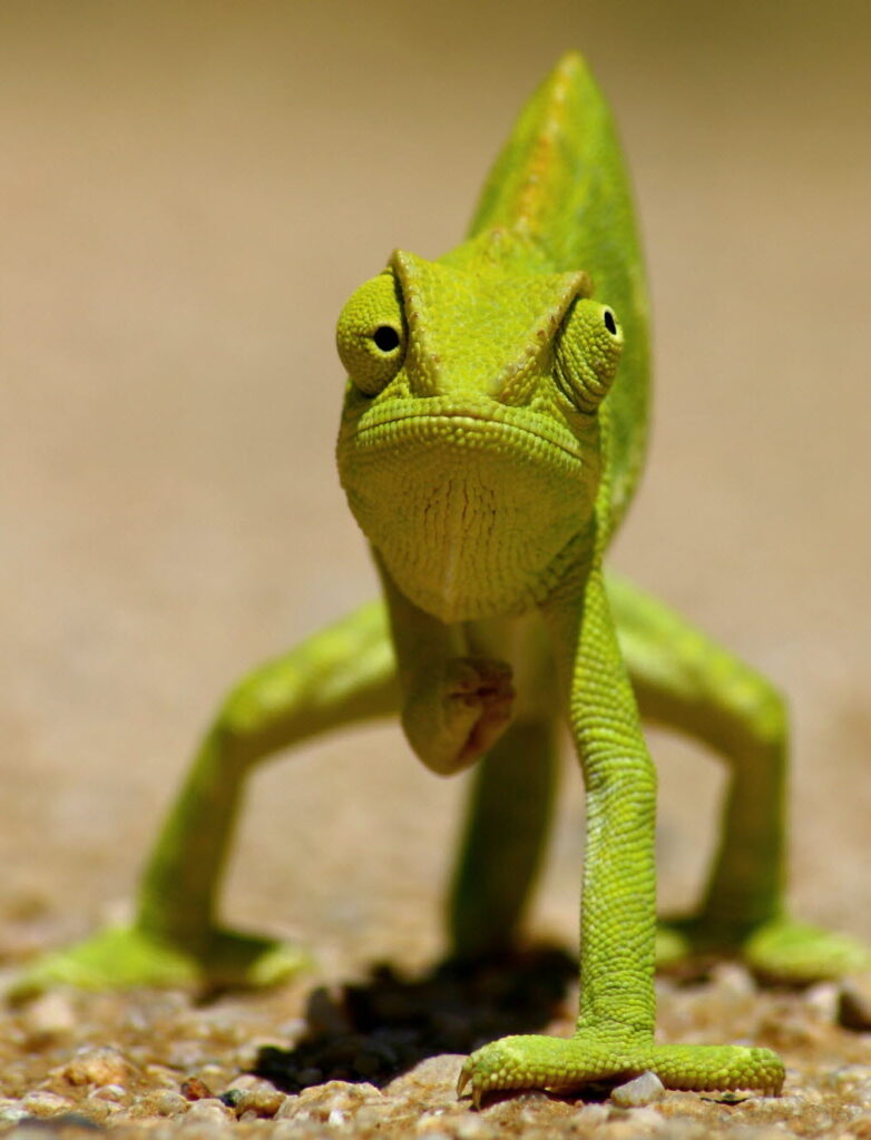 Shein, le péril jaune