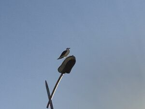 Mouette à Essaouira