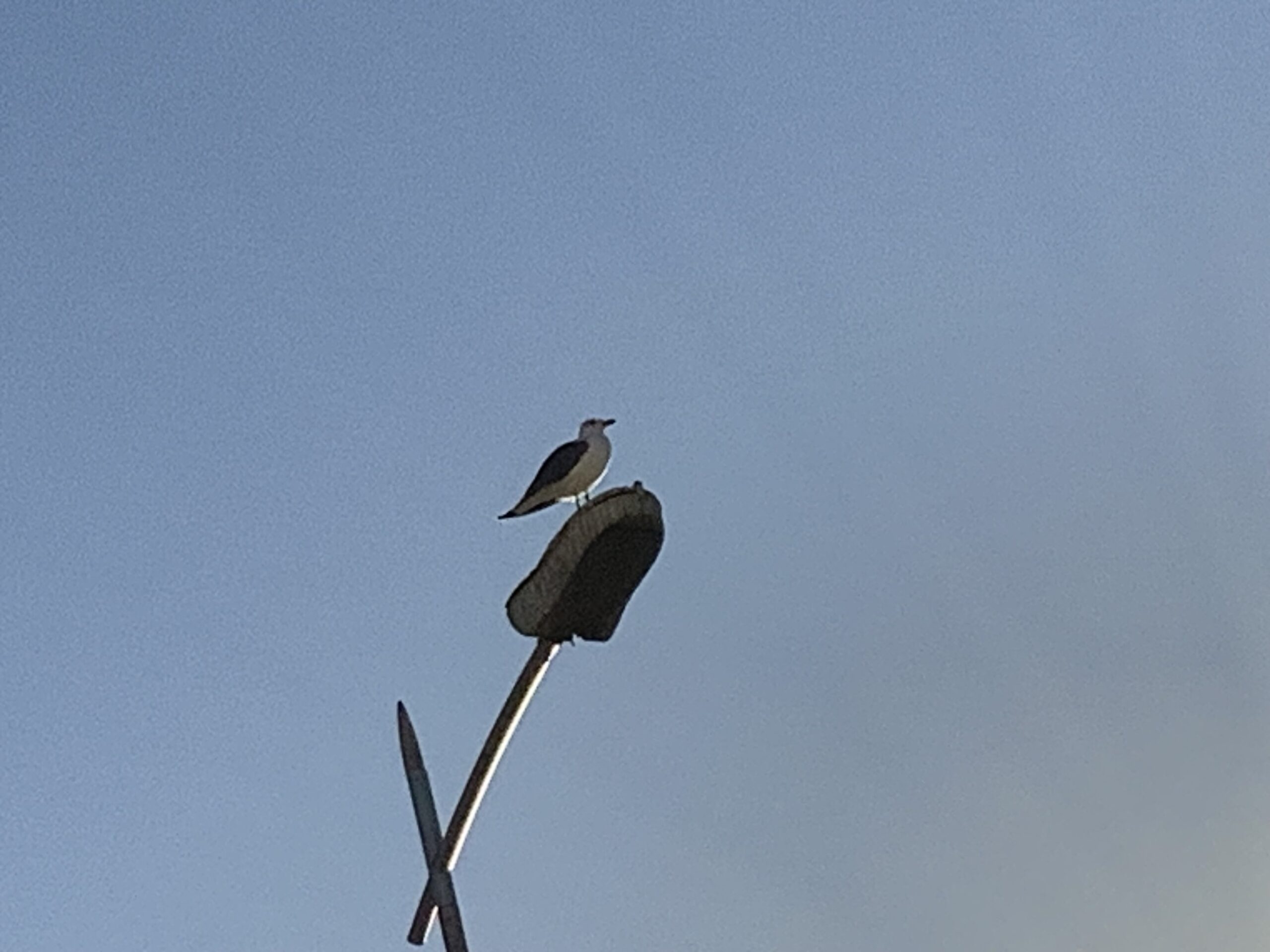 Mouette à Essaouira