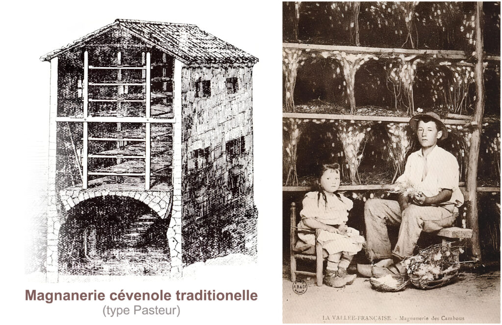 Or blanc des Cévennes