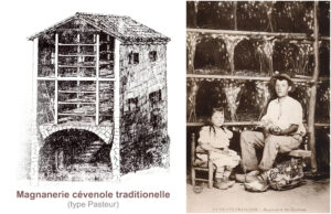 Or blanc des Cévennes