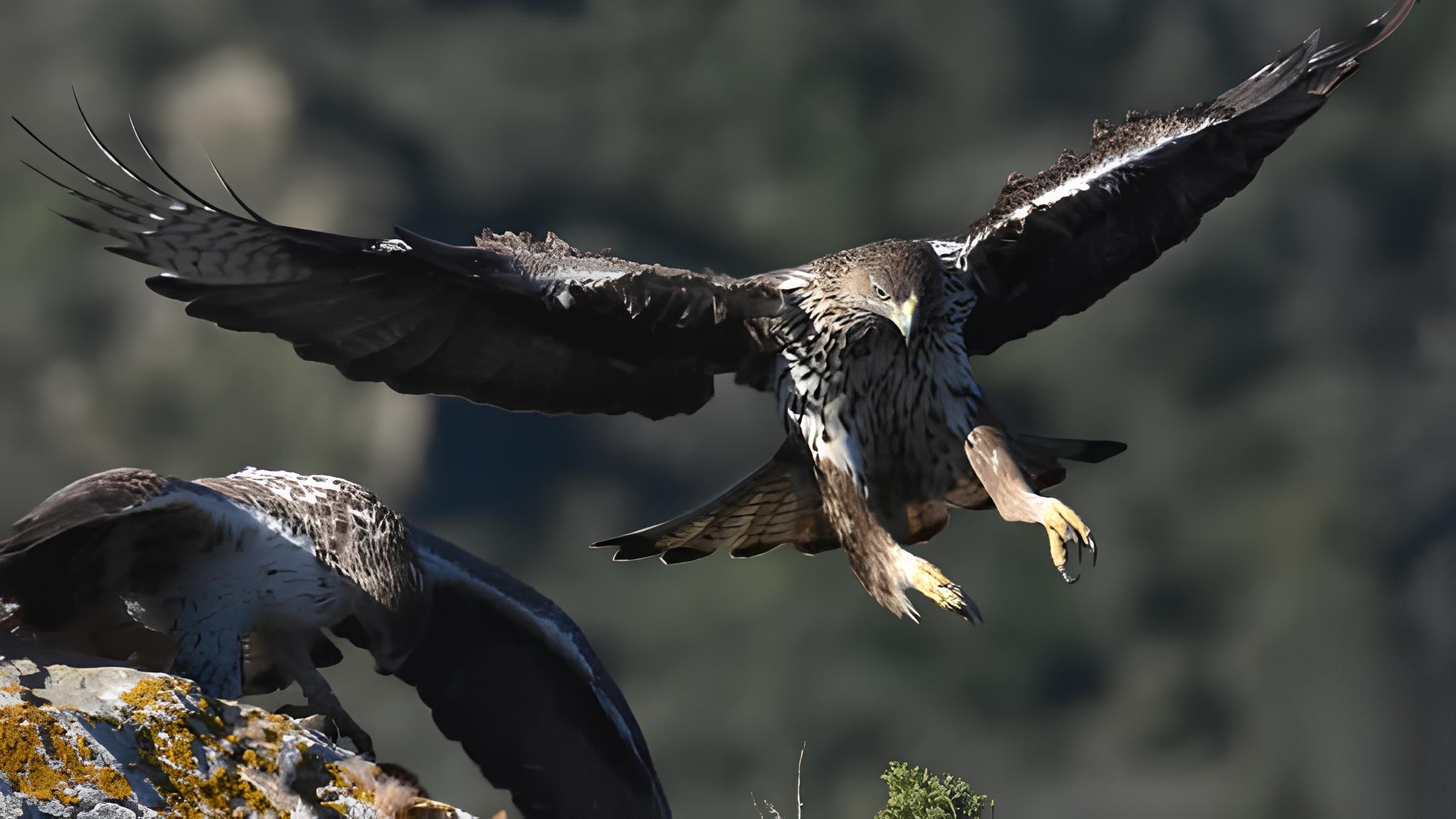 Nos Aigles de Bonelli