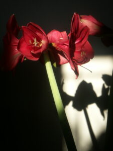 Amaryllis qui fleurit à l'automne - photo Muriel Maire